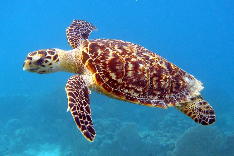 Sea turtle